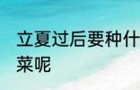 立夏过后要种什么菜 立夏过后种什么菜呢