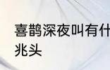 喜鹊深夜叫有什么兆头 喜鹊叫有什么兆头