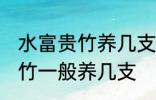 水富贵竹养几支最旺事业运 水养富贵竹一般养几支