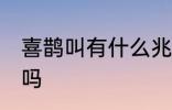 喜鹊叫有什么兆头 喜鹊叫有什么兆头吗