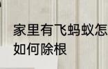 家里有飞蚂蚁怎么除根 家里有飞蚂蚁如何除根