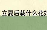立夏后栽什么花好 立夏后栽哪些花好