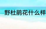 野杜鹃花什么样 野杜鹃花简单介绍
