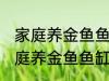 家庭养金鱼鱼缸里放什么水草好呢 家庭养金鱼鱼缸里放哪种水草好呢