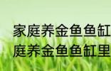 家庭养金鱼鱼缸里放什么水草好呢 家庭养金鱼鱼缸里放哪种水草好呢