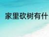 家里砍树有什么禁忌 家里砍树禁忌