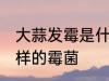 大蒜发霉是什么霉菌 大蒜发霉是什么样的霉菌