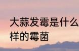 大蒜发霉是什么霉菌 大蒜发霉是什么样的霉菌