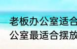 老板办公室适合摆放什么植物 老板办公室最适合摆放的四种植物介绍