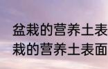 盆栽的营养土表面发霉是怎么回事 盆栽的营养土表面为什么发霉