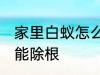 家里白蚁怎么办能除根 家里白蚁如何能除根