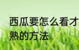 西瓜要怎么看才知道熟了 看西瓜熟没熟的方法