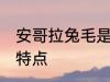 安哥拉兔毛是什么面料 安哥拉兔毛的特点