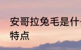 安哥拉兔毛是什么面料 安哥拉兔毛的特点