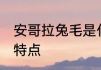 安哥拉兔毛是什么面料 安哥拉兔毛的特点