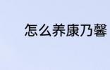 怎么养康乃馨 康乃馨如何养护