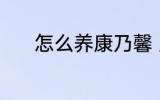 怎么养康乃馨 康乃馨如何养护